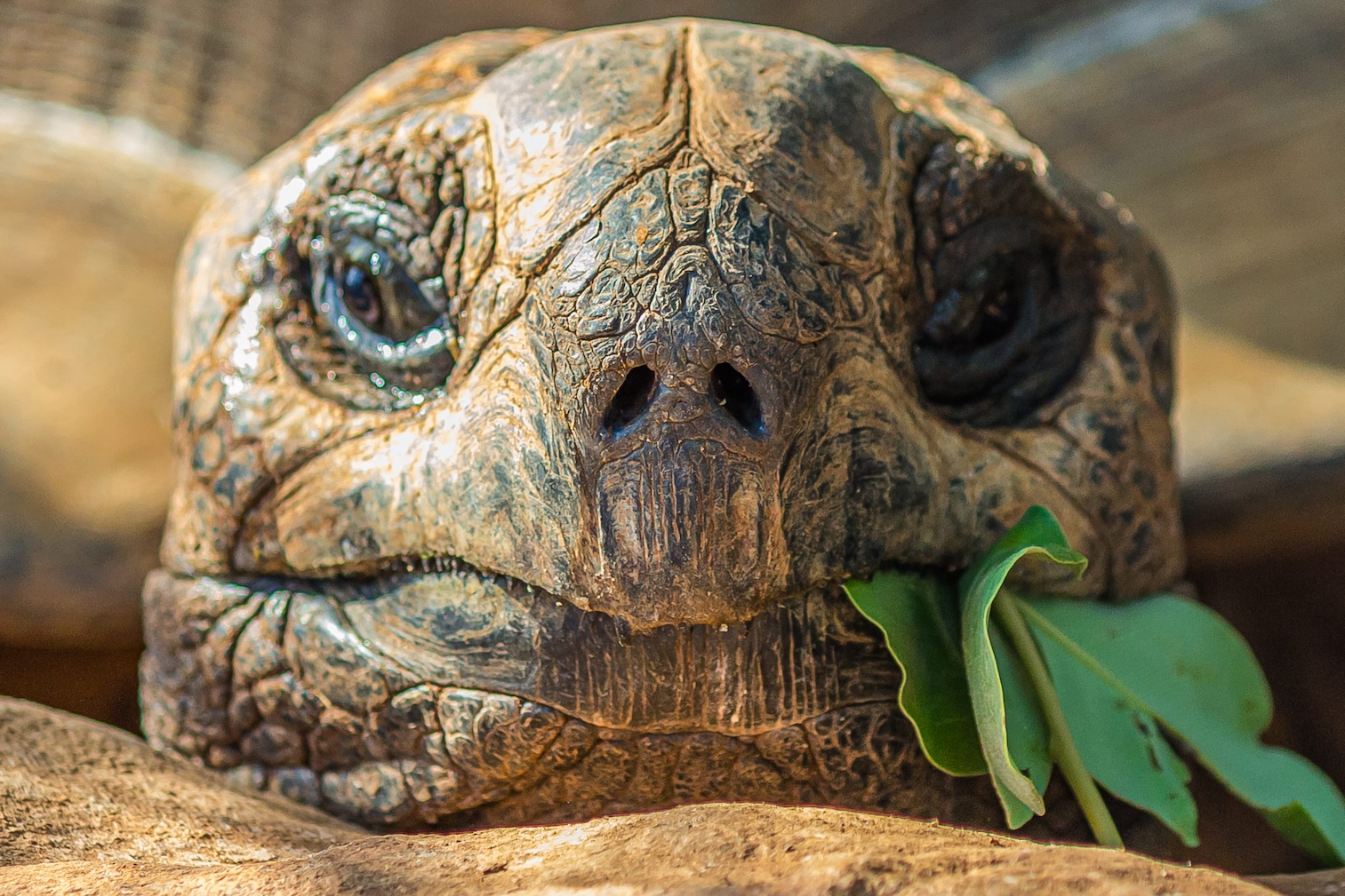 Close-up of a Galapagos giant tortoise chewing a leaf in its natural habitat